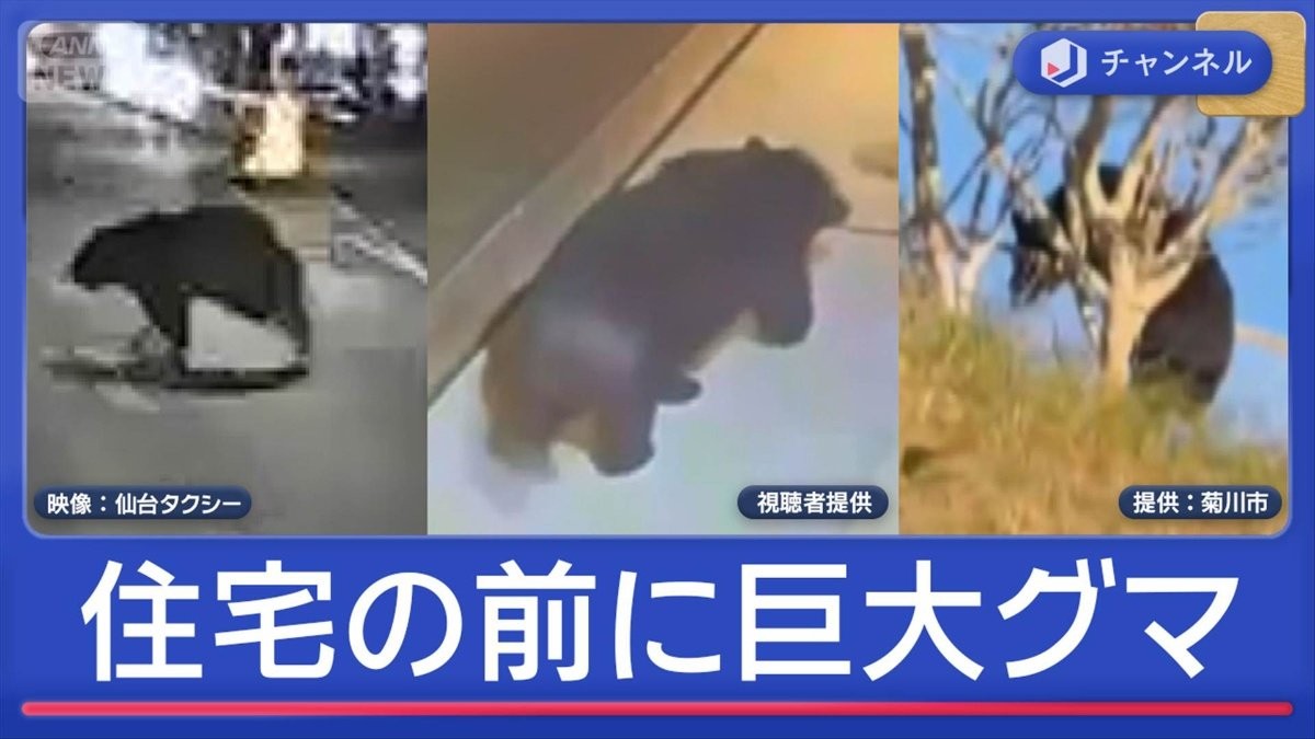 「都市化したクマ」年の瀬の仙台　市街地に…