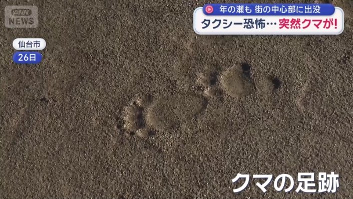 クマの足跡