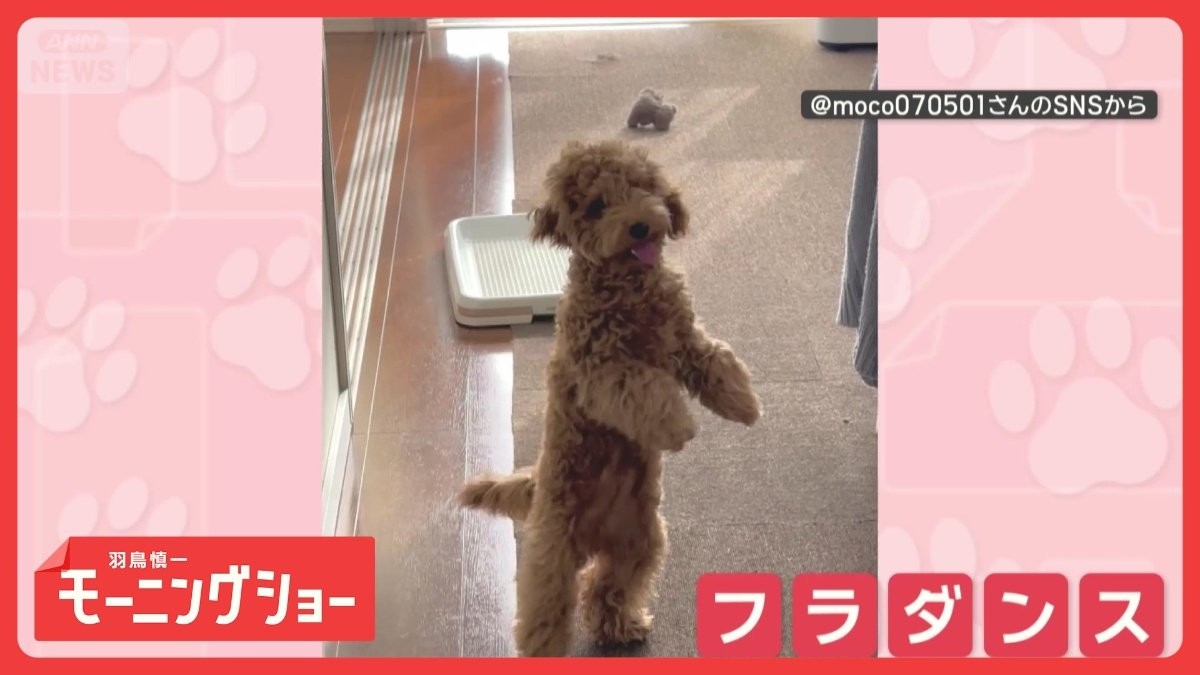 まるでフラダンス！　前脚バタバタ　二足歩行でかわいく踊るワンちゃん
