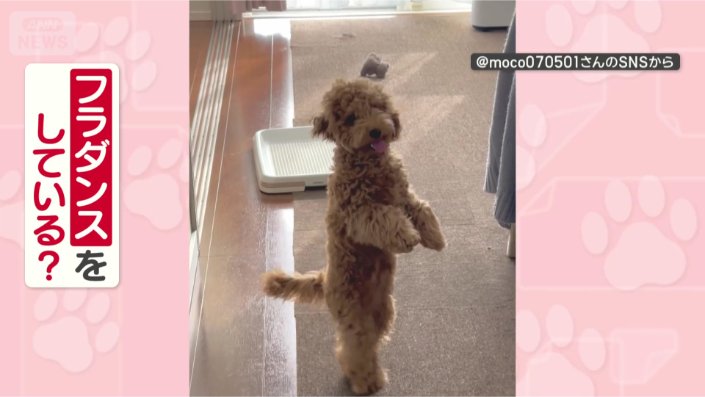 なぜフラダンスしているの？