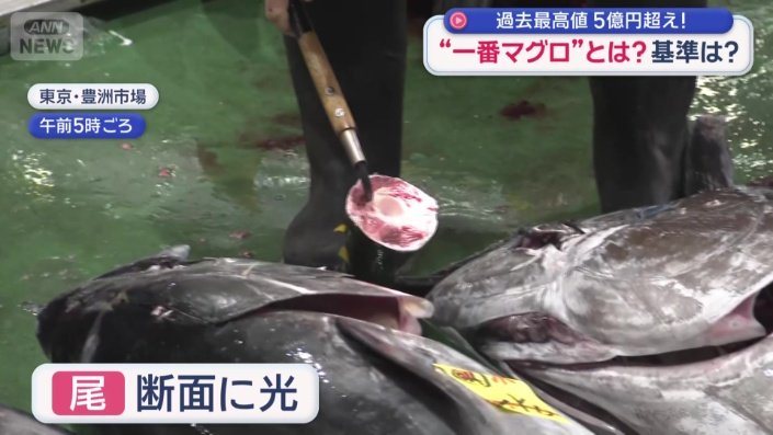 マグロを見定める関係者ら