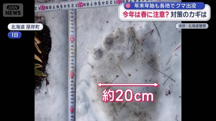 横幅20センチのクマの足跡