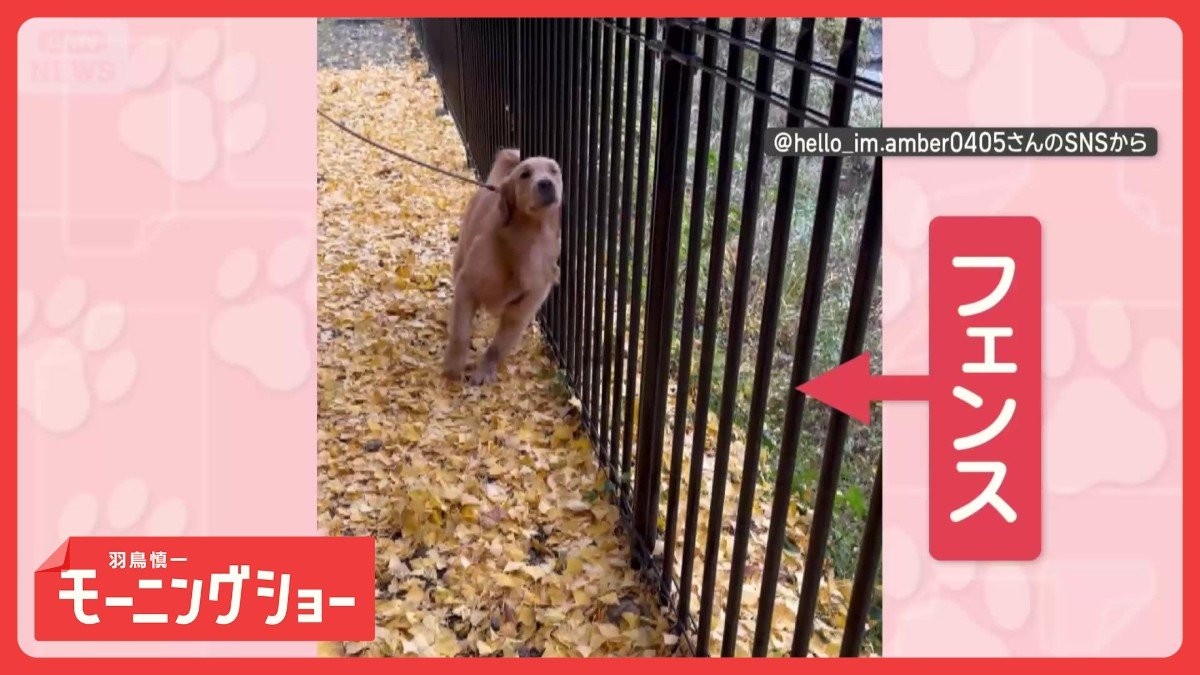 “ガタガタ”大好き！　フェンスで体をこするワンちゃん　求めるのは…刺激？