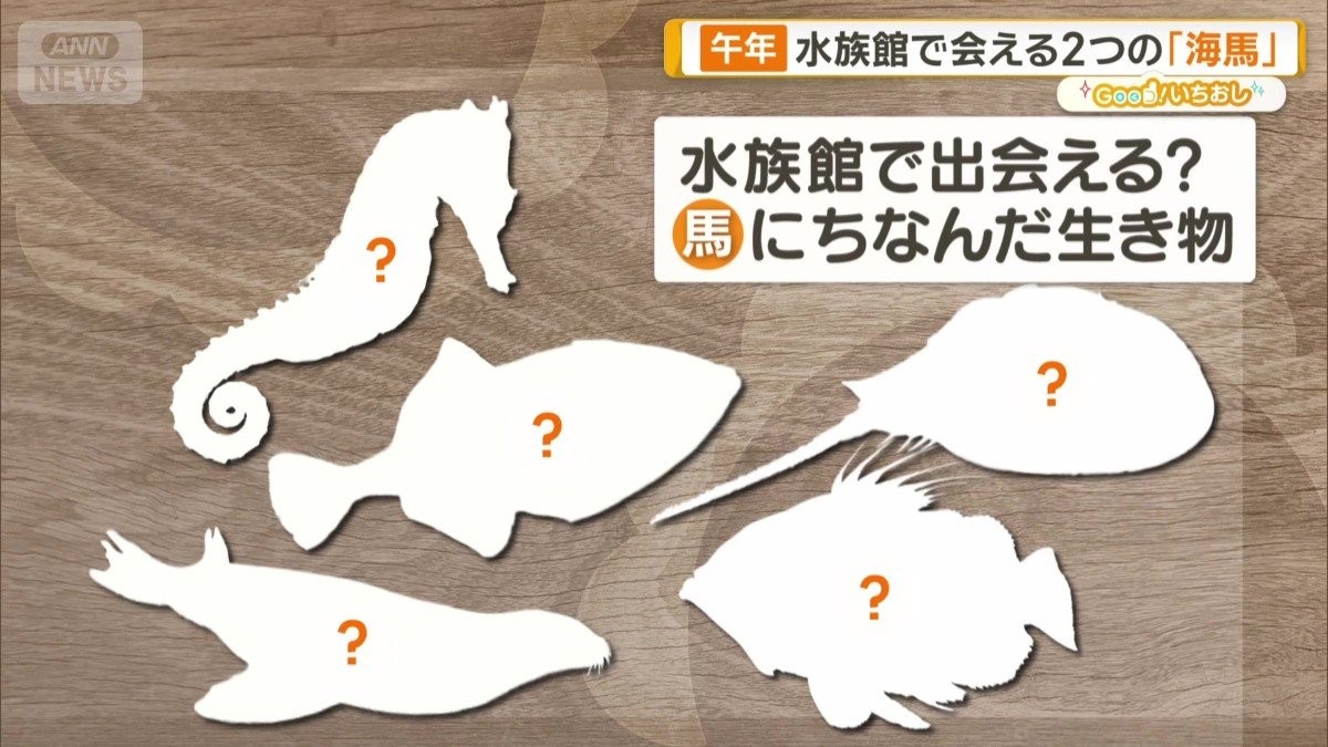 水族館で馬探しツアー　アクアマリンふくしまで不思議生き物と運気アップ
