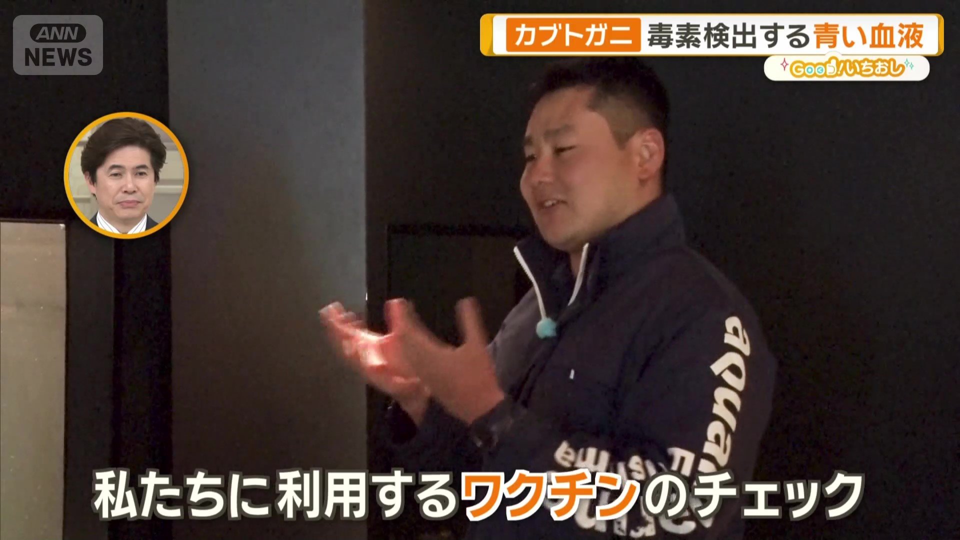 カブトガニたちの血液