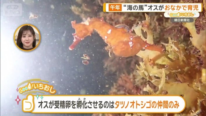 タツノオトシゴの変わった生態