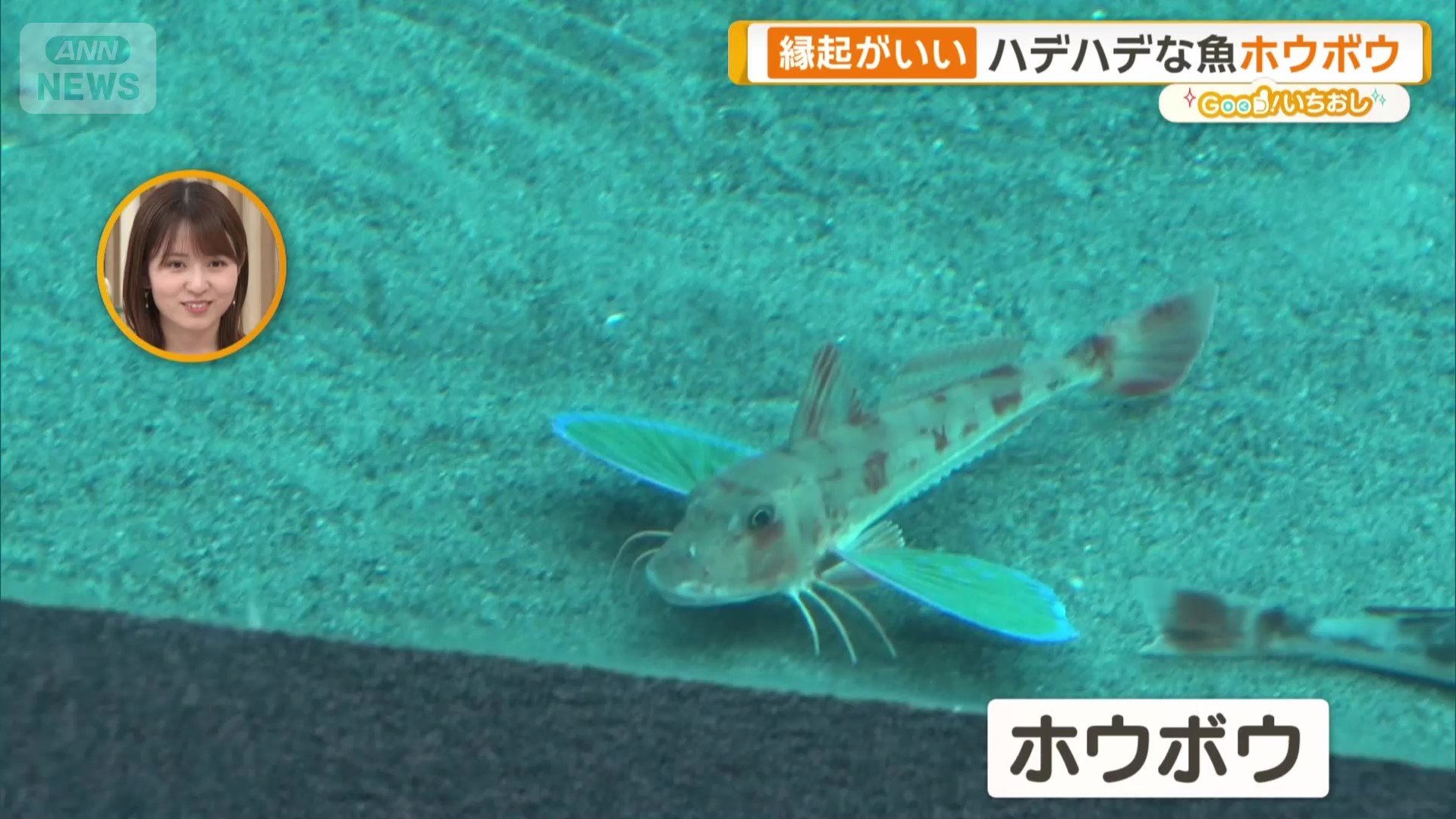 美しい胸びれを持つ