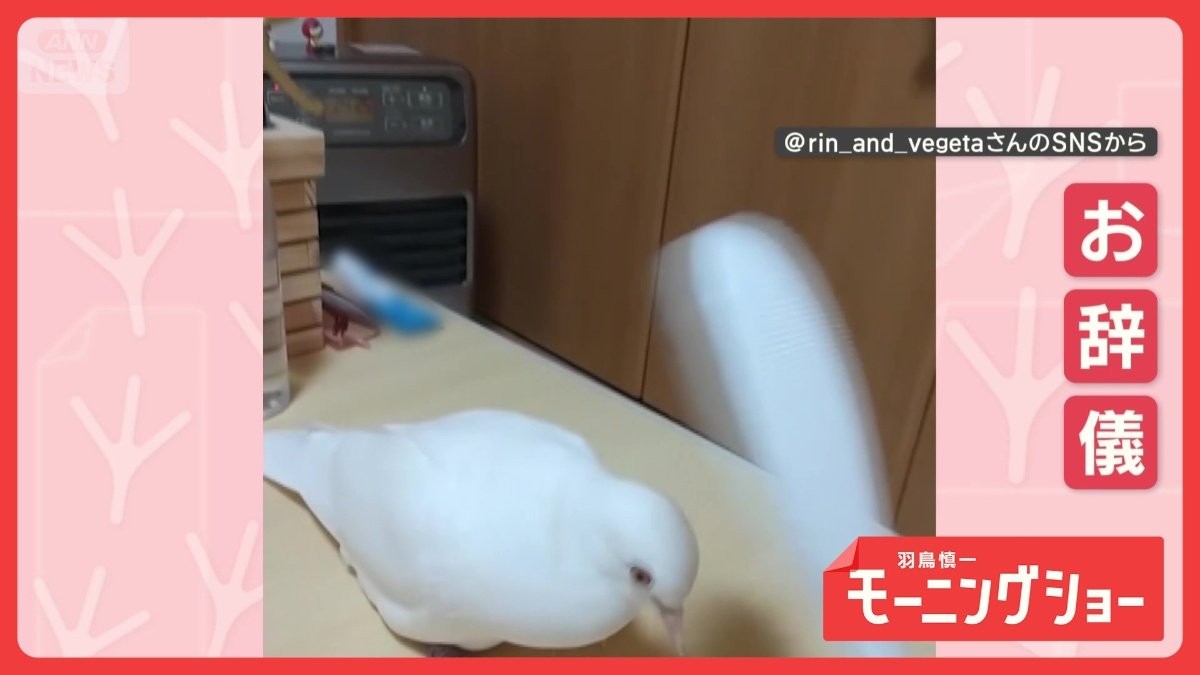 背筋ピーンでお辞儀　律儀なハトさん　お相手は…しゃもじ！　なぜあいさつしてる？