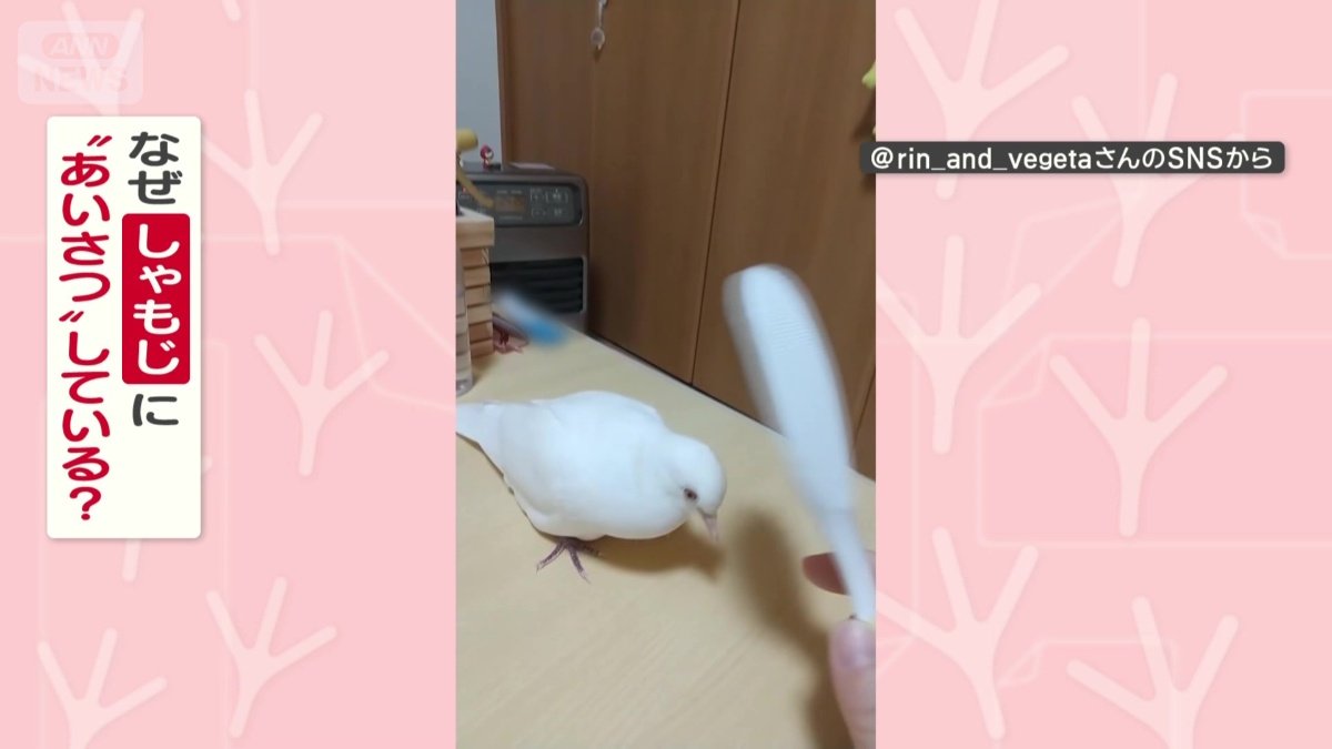 なぜしゃもじにあいさつしてる?