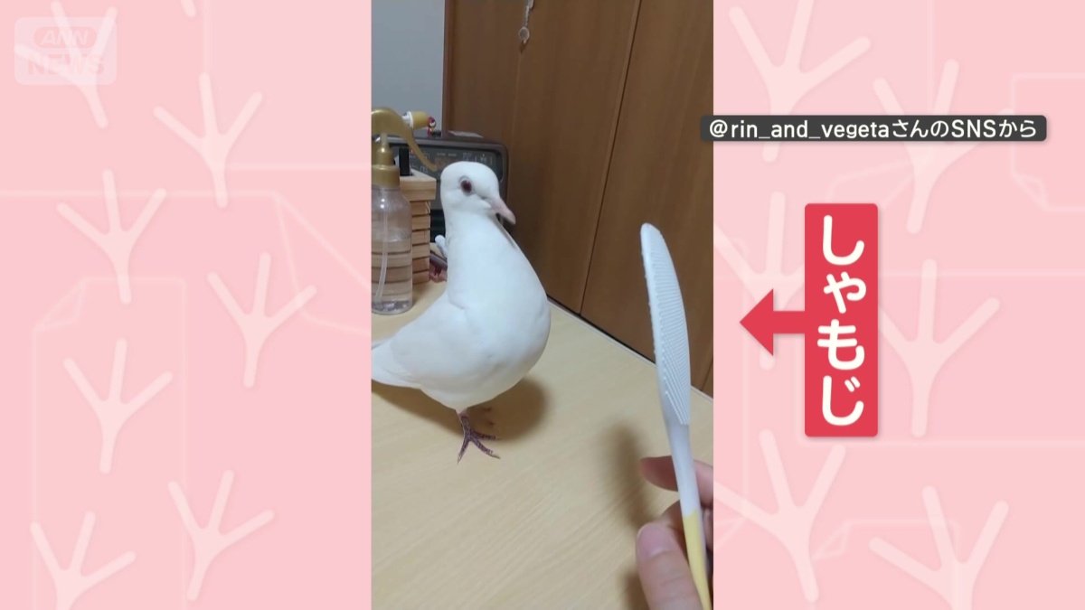 しゃもじを見つめる