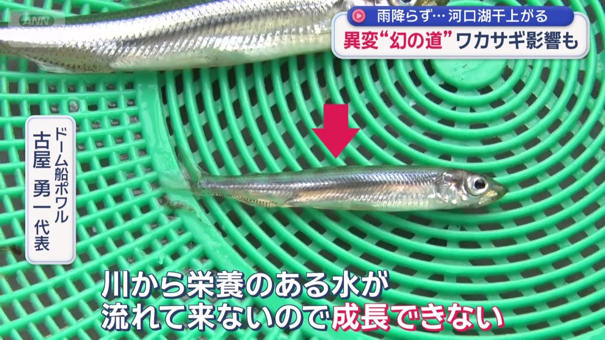 成長できず小さくなったワカサギ