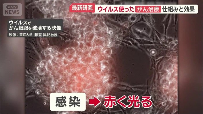 ウイルスはがん細胞に感染すると赤く光る