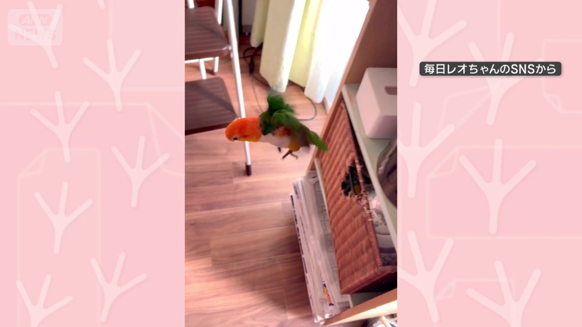 棚から飛び降りる