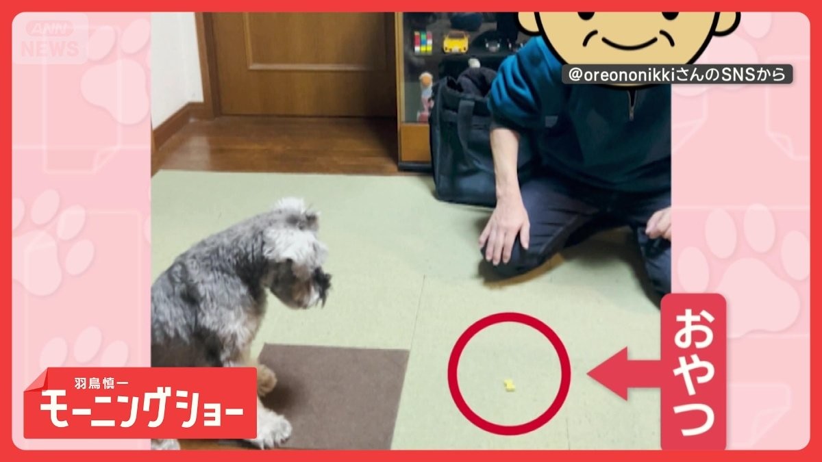 興味ないふりして…　おやつに一直線！　“フェイント”で油断させるワンちゃん