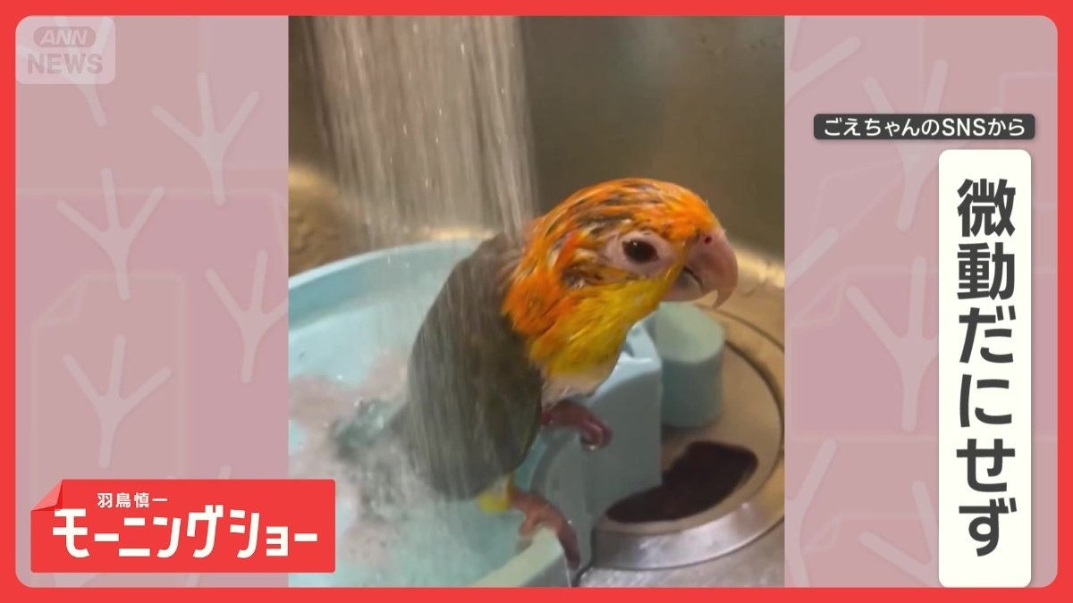 水浴びが独特！　まるで“滝行”　シャワーを頭からかぶるインコさん　なぜ動かない？