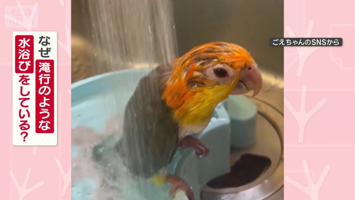 なぜ滝行のような水浴びをしてる？