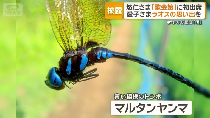 青い模様のトンボ「マルタンヤンマ」