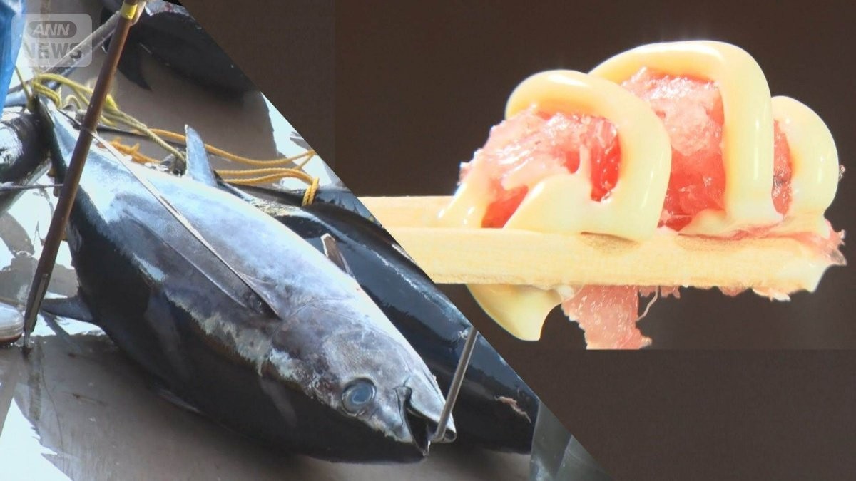 ビンチョウマグロ豊漁　房総沖で1日1000匹超えが5日連続　100g108円で販売も