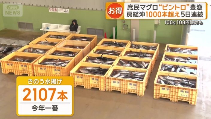 15日は2107本合わせて27トンで今年一番の水揚げ