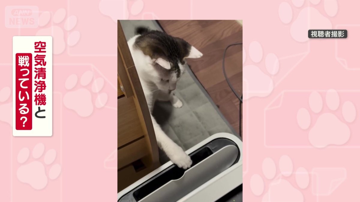 空気清浄機と戦ってる？