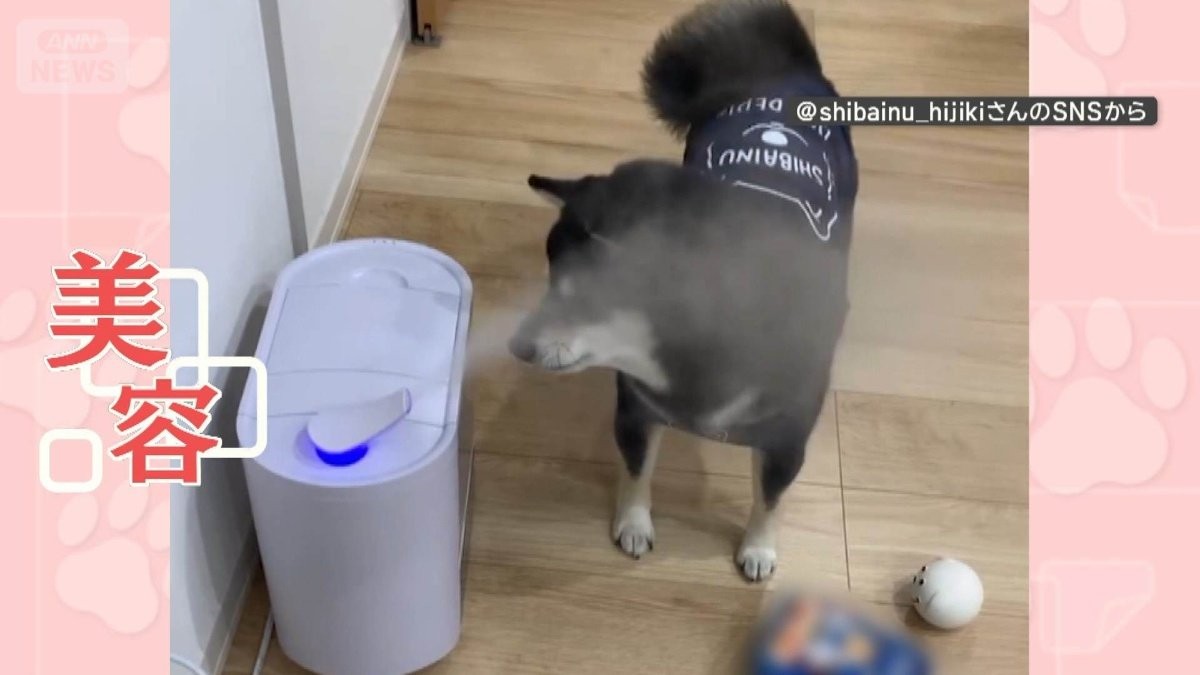 水蒸気パクパク！美意識の高い？ワンちゃん　加湿器から顔全体で浴びる…その理由とは