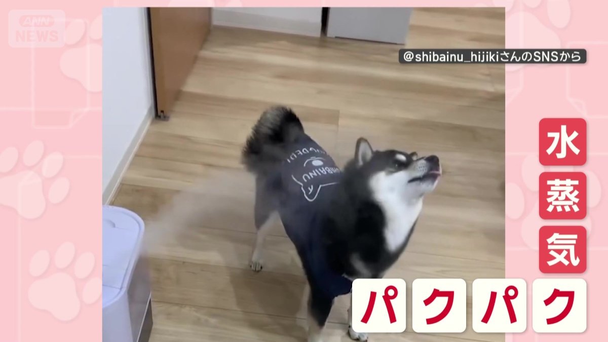 水蒸気をパクパク