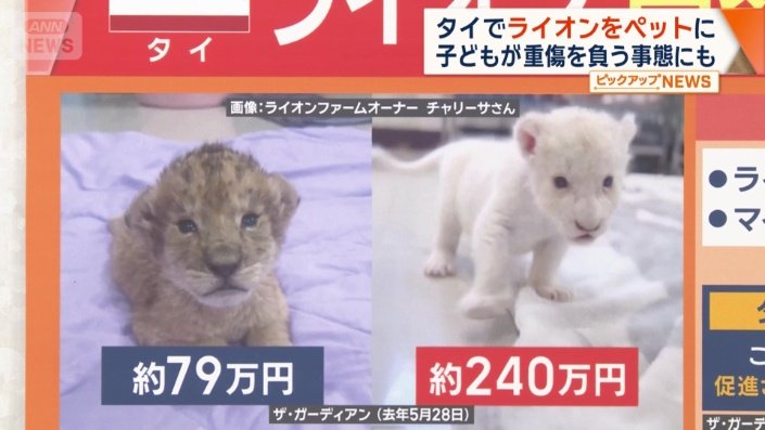 人気の高い白いライオン　約240万円