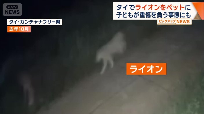 逃げる子どもを追いかけるライオン