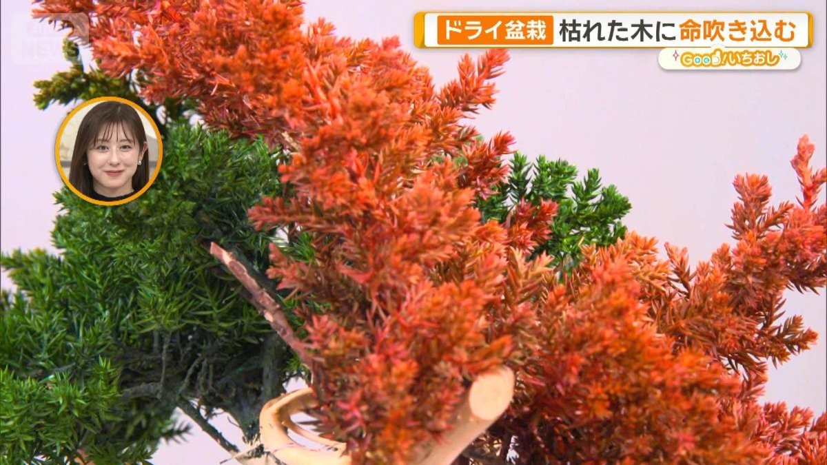 世界のブランドを魅了「ドライ盆栽」　和の美が暮らしと世界をつなぐ