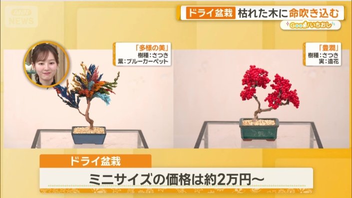 ミニサイズの盆栽も