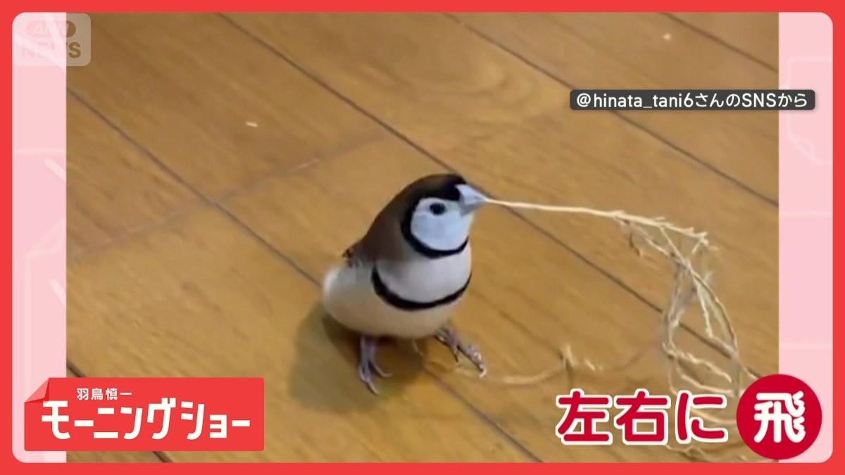 まるで神主　厄よけするスズメさん　草くわえて左右にピョンピョン　おはらいしてる？