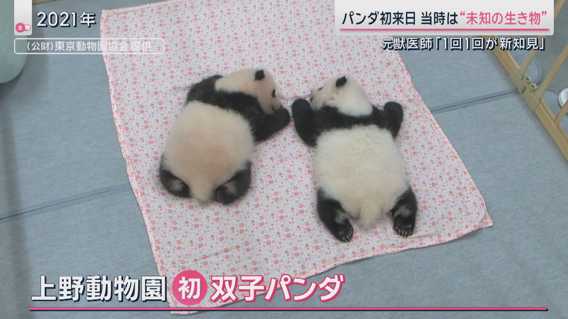 上野動物園で初めて誕生 双子パンダ