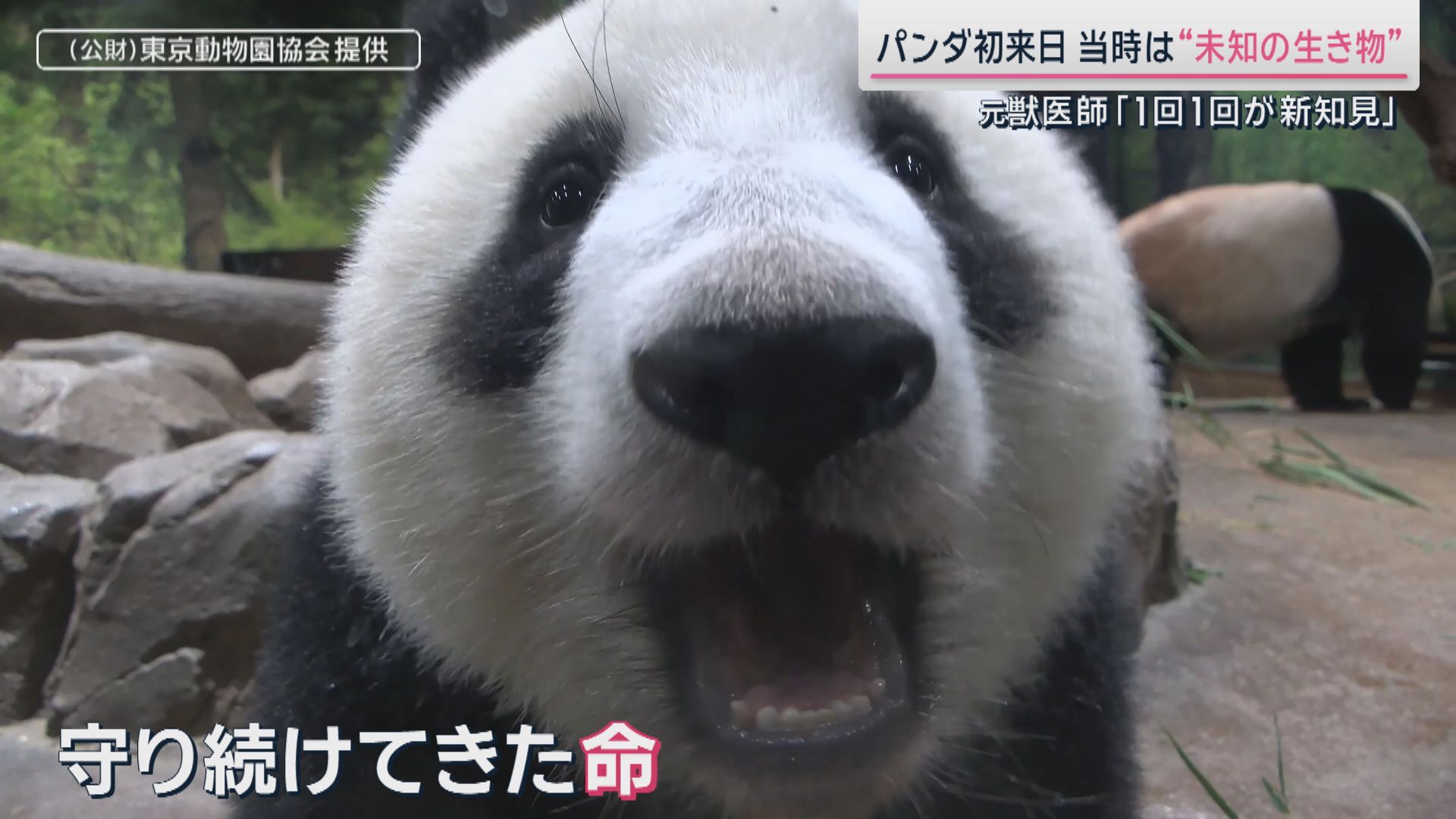 約半世紀 守り続けてきた命