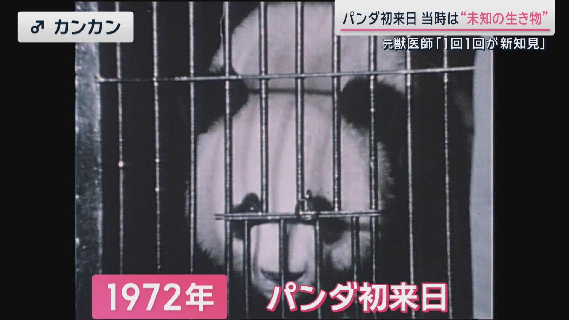 カンカン・ランラン初来日は一大ブームに