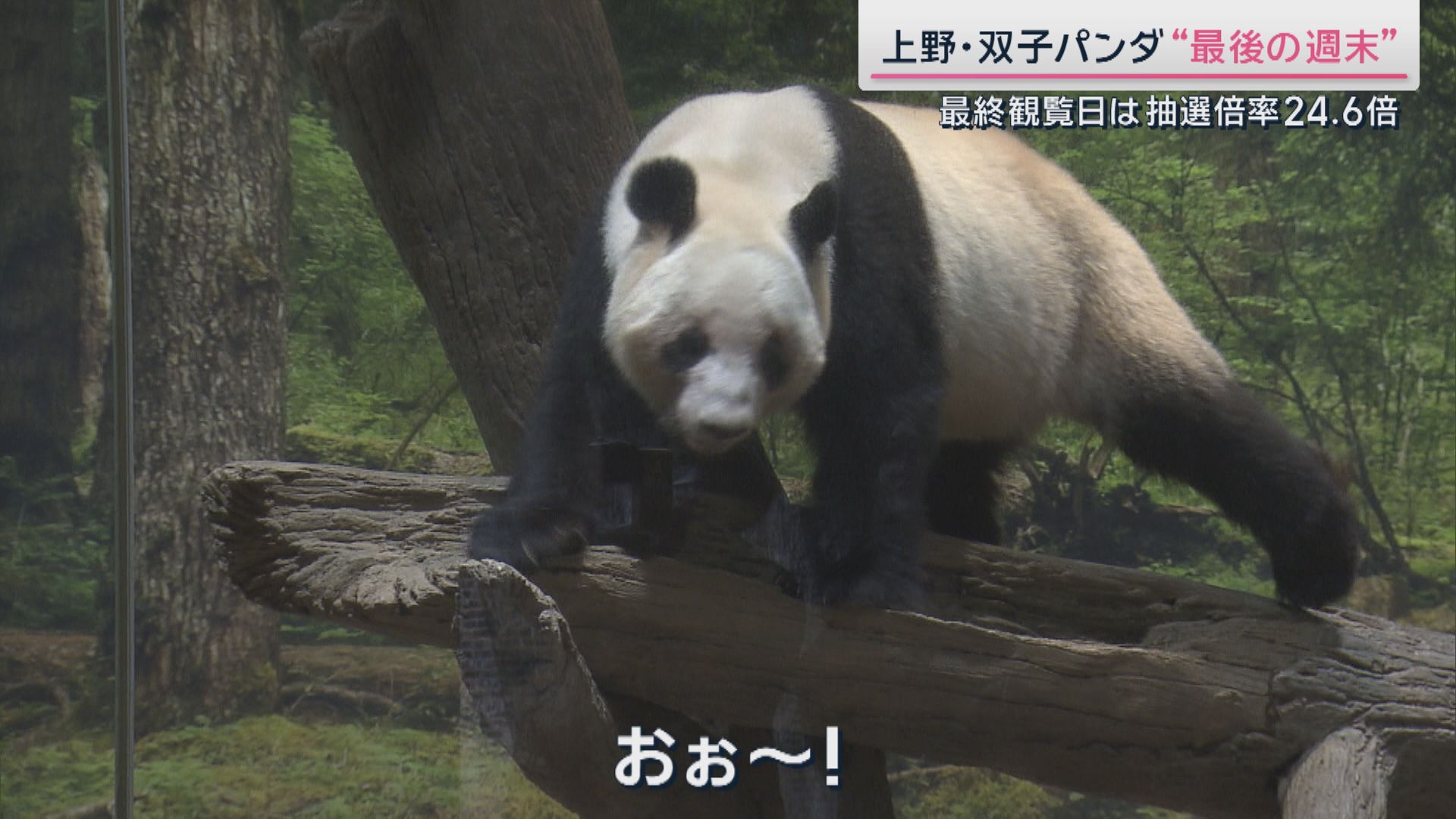２７日に中国へ返還されるパンダ