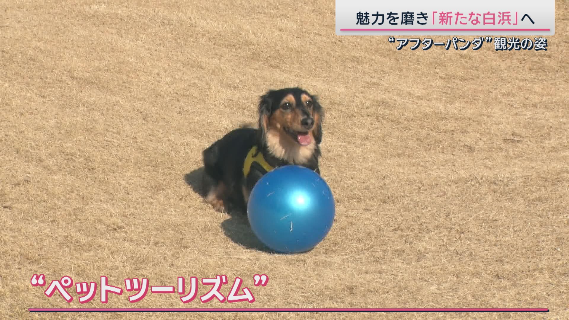 白浜町が新たに注力