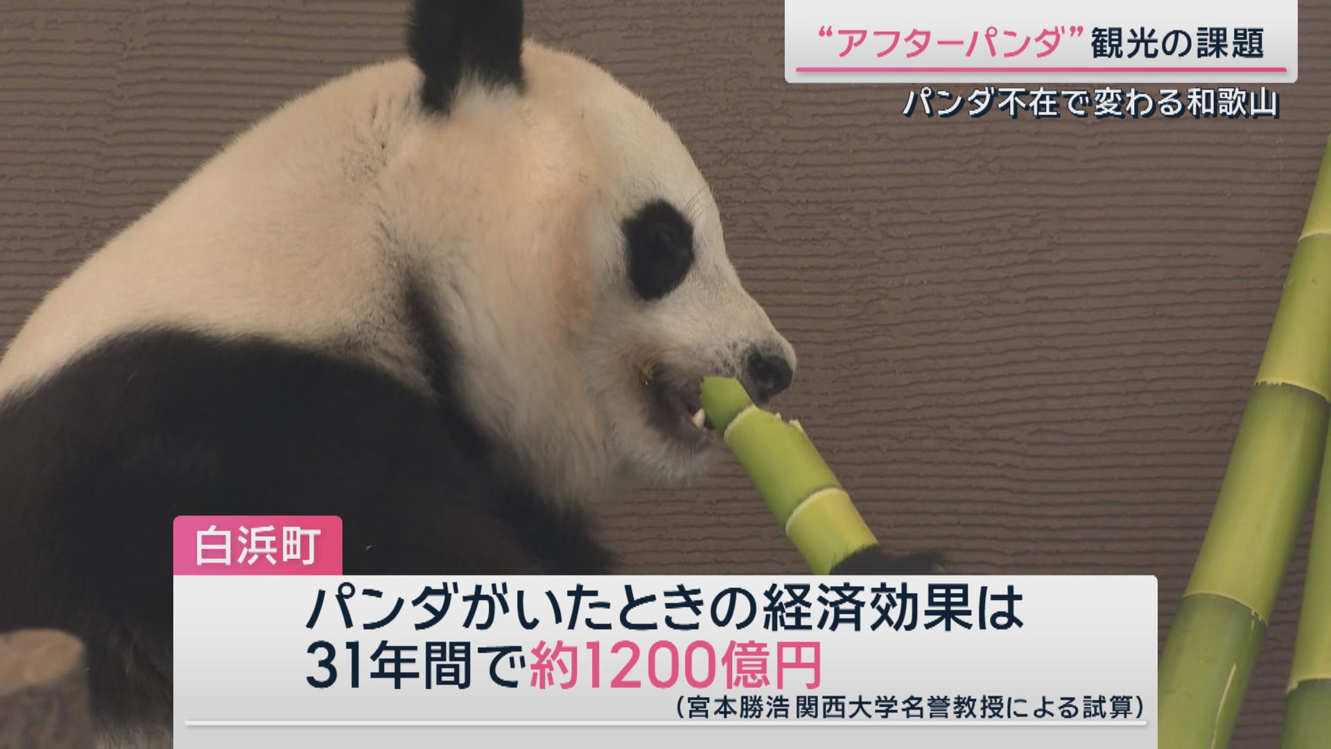 白浜町でパンダがもたらした経済効果