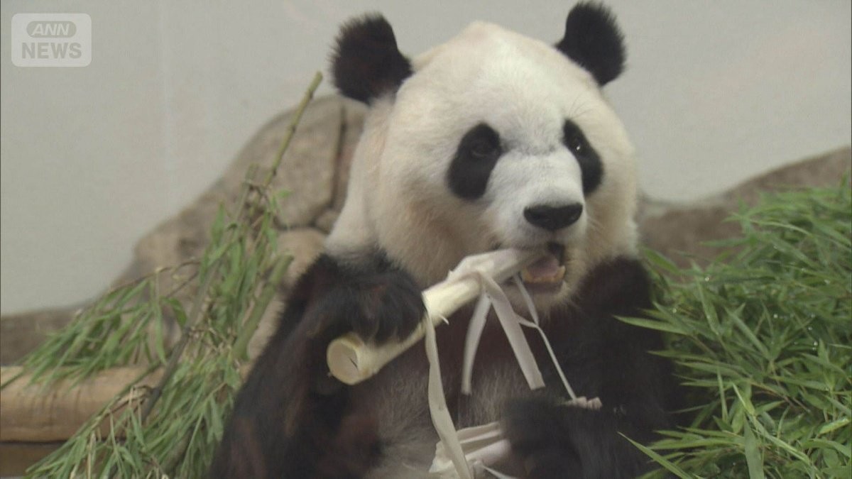 “パンダゼロ”和歌山・白浜町のホテルが安い！　大人1泊3500円も　穴場の観光地に