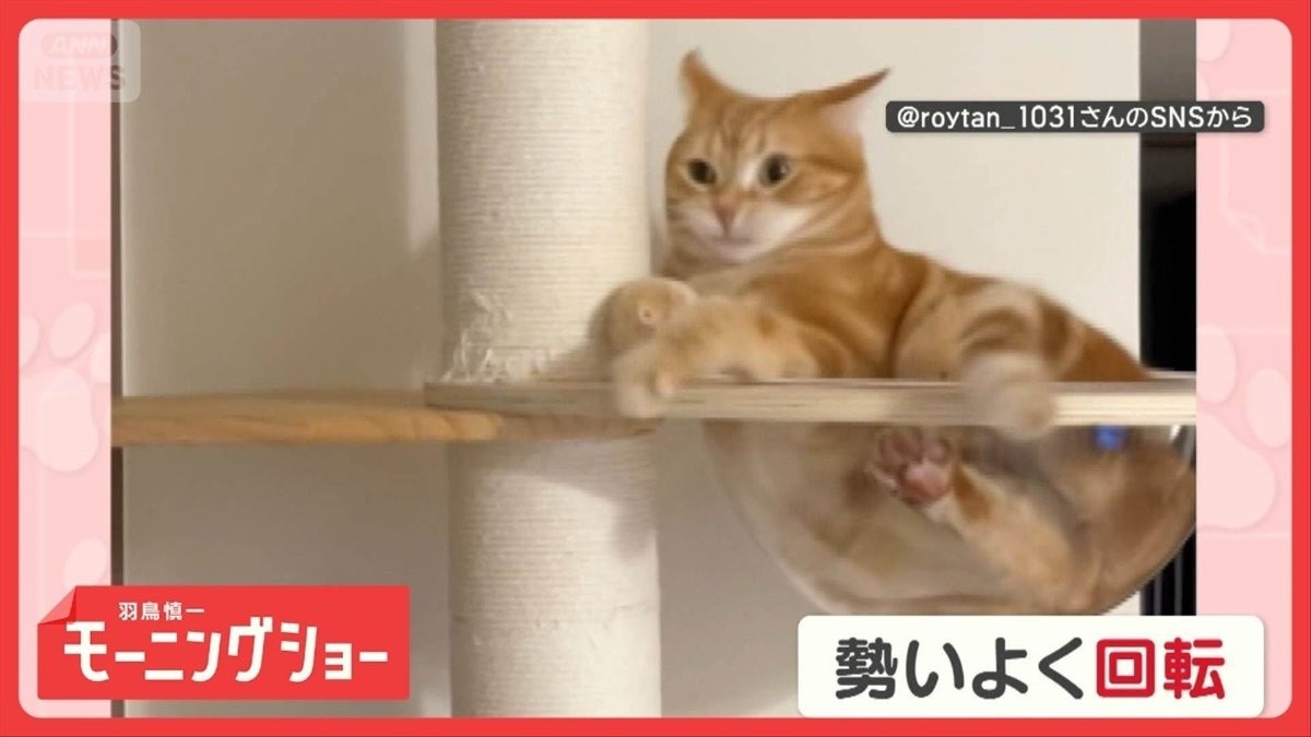 「回転するニャン」キャットタワーでオモシロ行動　柱をギュッと！背負い投げしてる？
