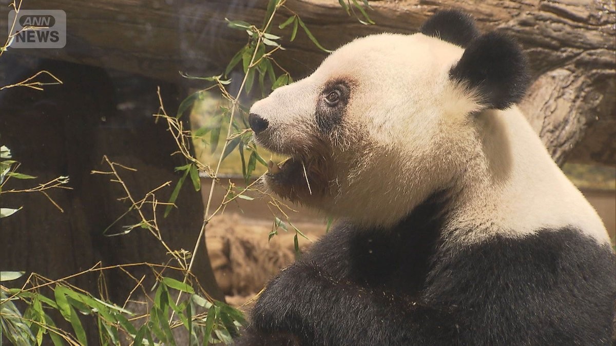 さよなら『シャオシャオ』『レイレイ』“国内最後”のパンダが中国へ