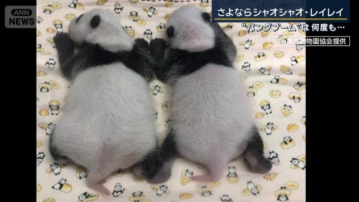 上野動物園で初の双子パンダ