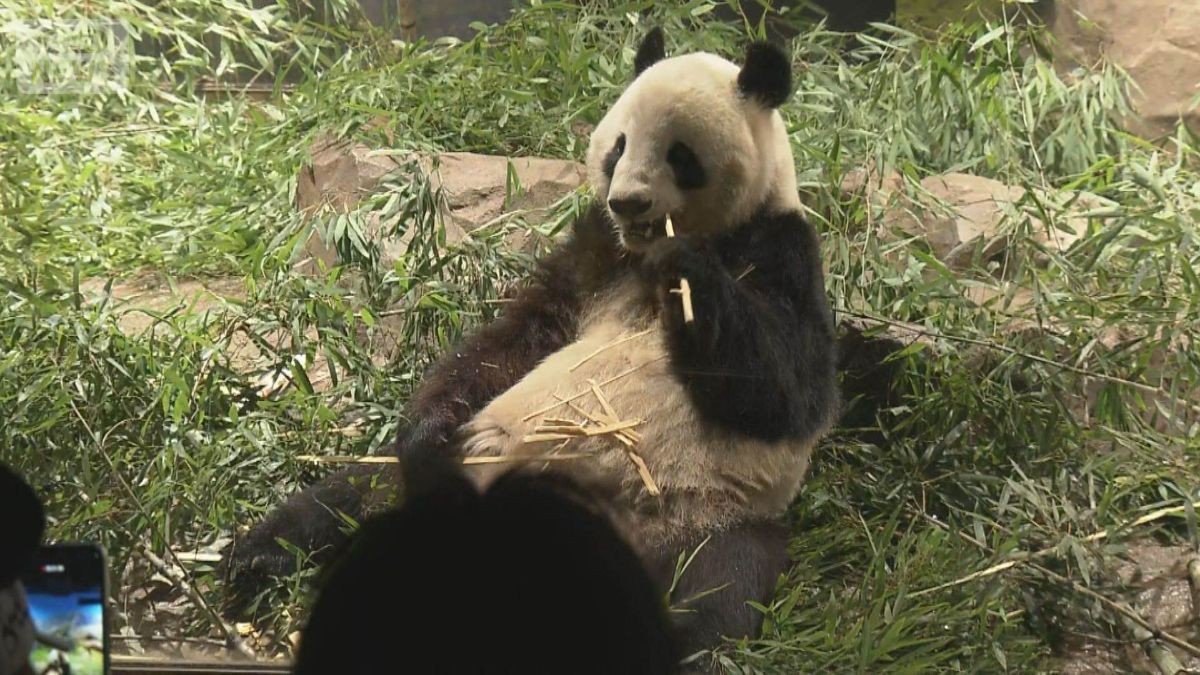 上野の双子パンダが中国到着　日本への渡航自粛要請で見えぬ日中の関係改善