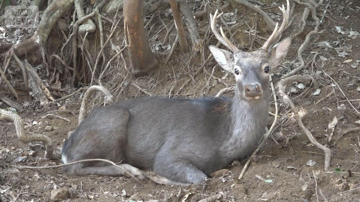 クマいない九州でシカ大増殖の被害　伝統的狩猟に同行　ハンター決死の駆除【詳細版】