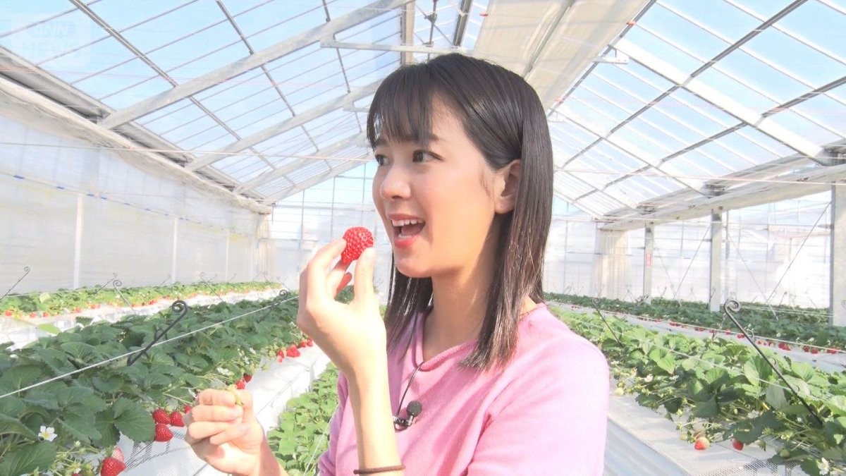 イチゴ最盛期　農園で規格外を格安販売…「非常に出来が良い」