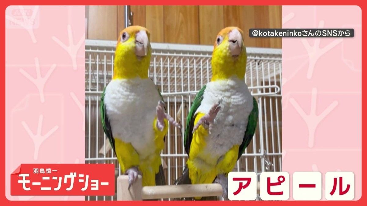 片脚上げて「は〜い！」　名前呼ばれるとお返事するインコさん　言葉を理解してる？