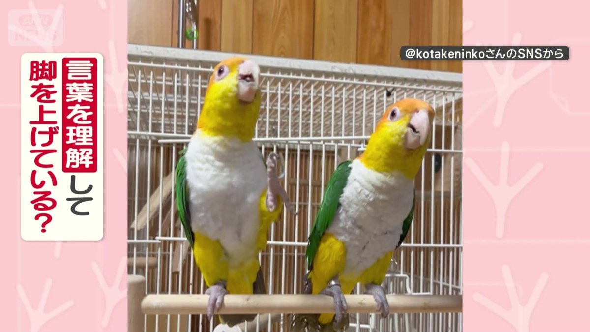 言葉を理解してる？