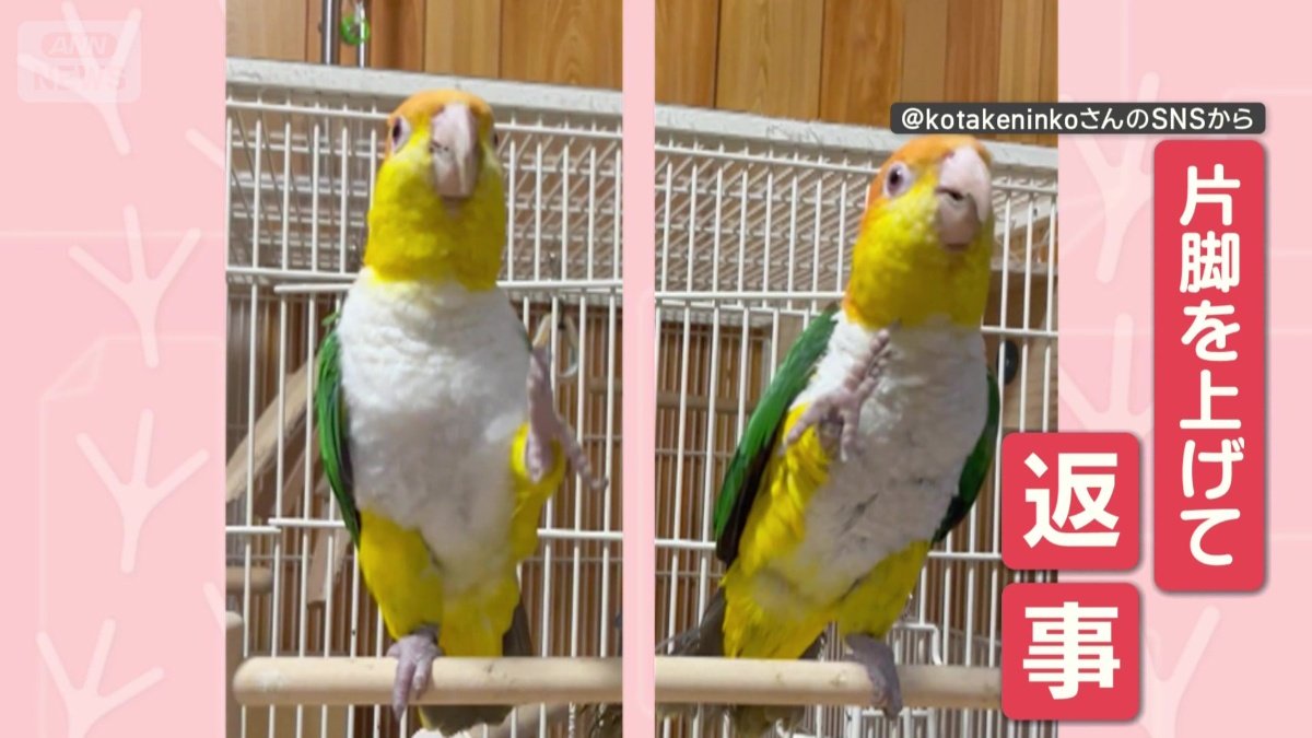 片脚を上げて返事