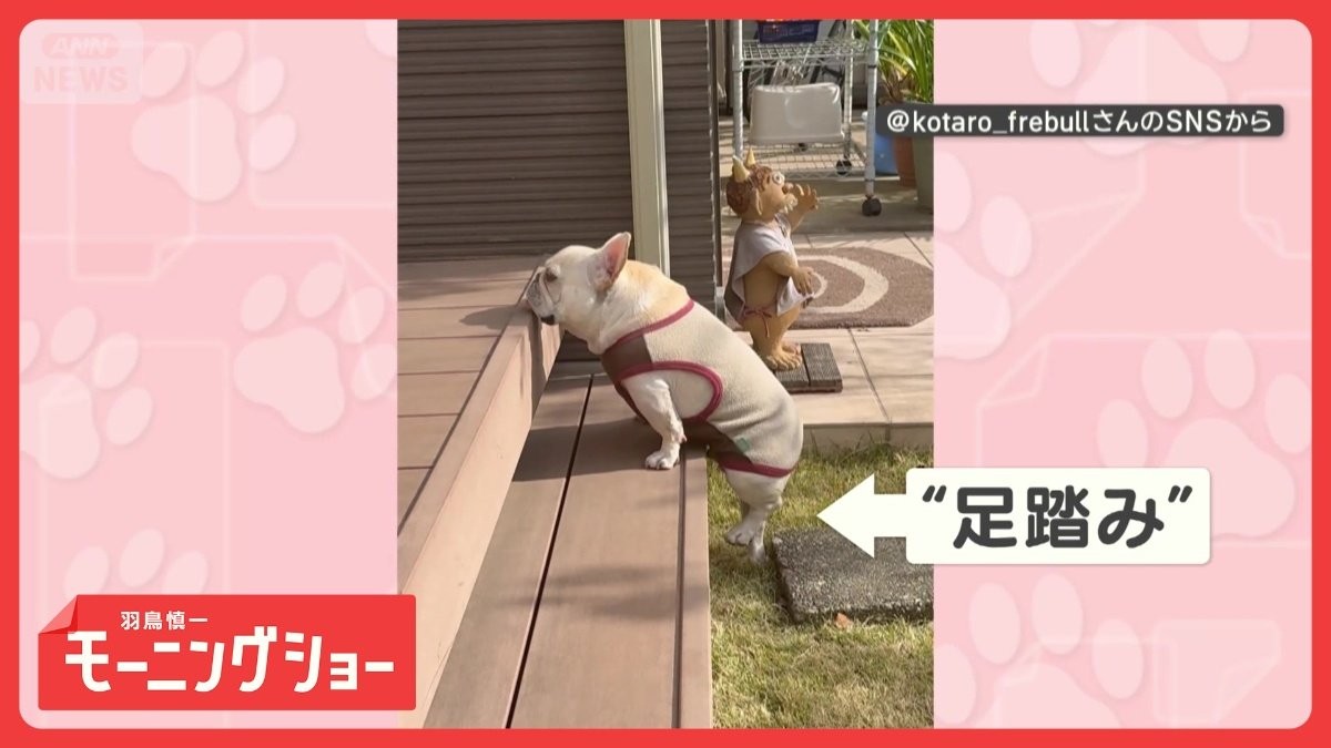 「よいしょだワン」　必死に足踏み　段差に苦戦するワンちゃん　なぜうまく上れない？