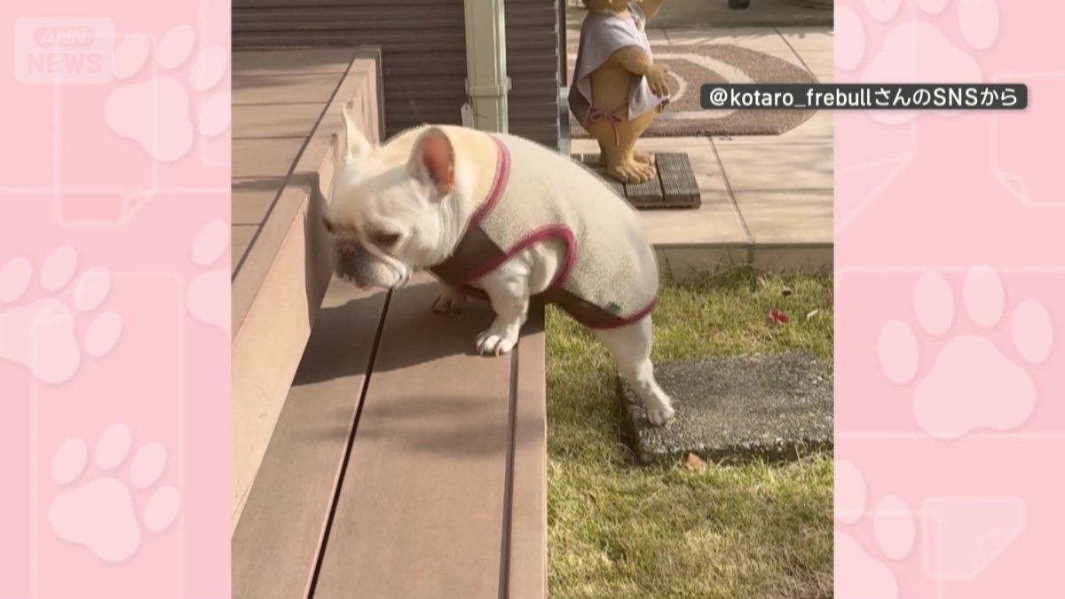 後ろ足を石にのせて…