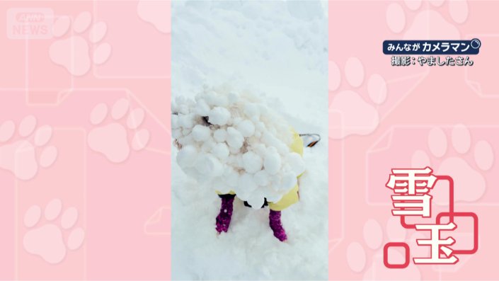 顔からいくワン